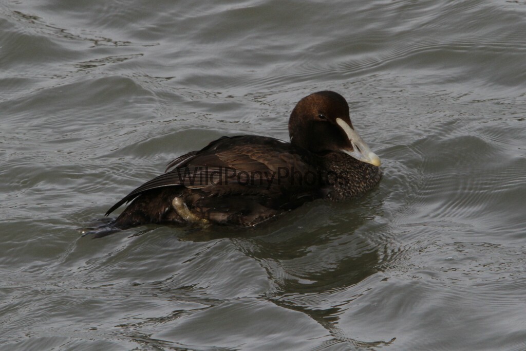 Eider, Pick One Image – Various Sizes