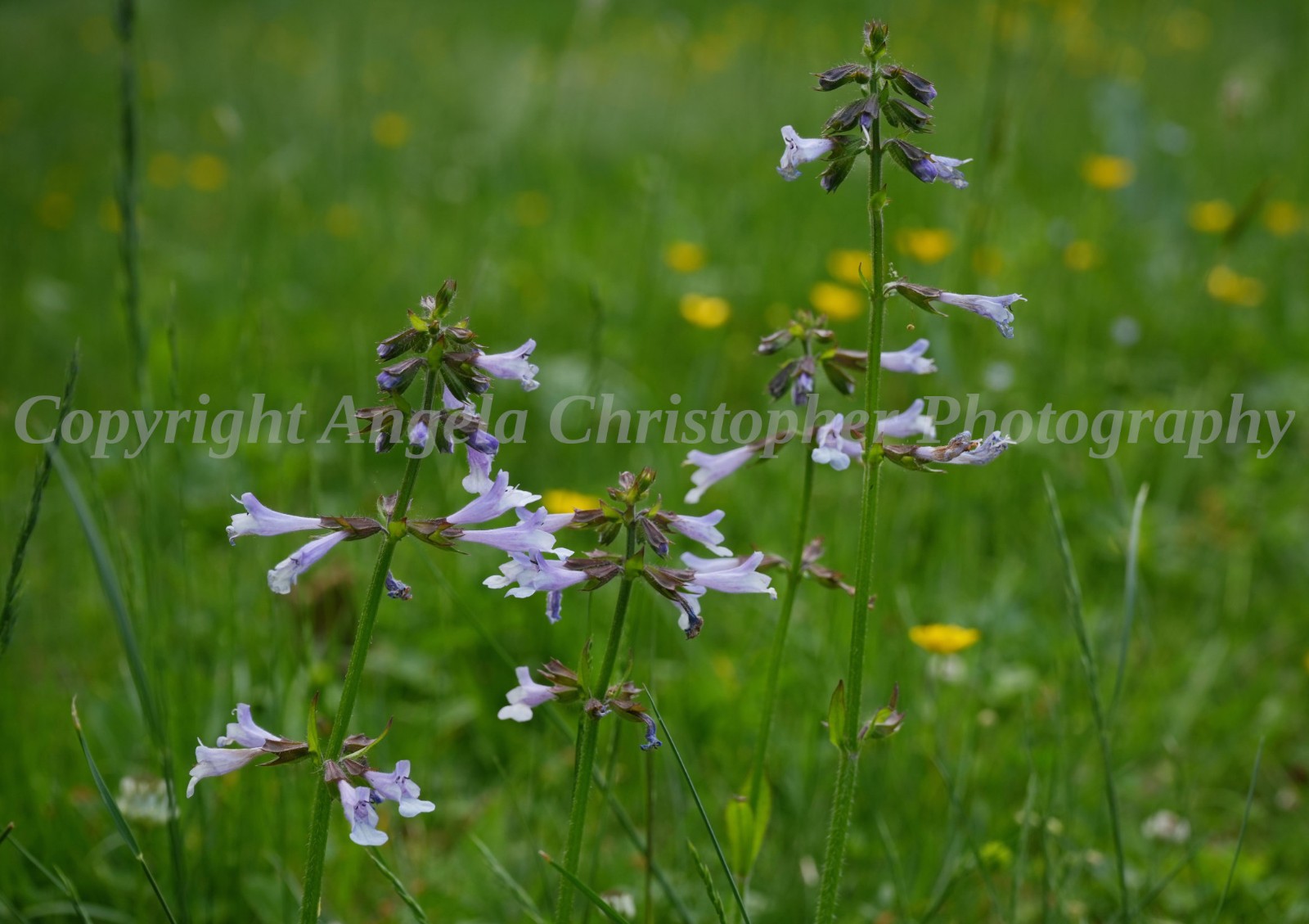 Original ACEO photo fine art print 2.5×3.5 inch LYRELEAF SAGE purple wildflower
