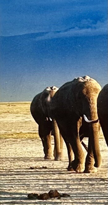 Thomas D. Mangelsen’s “The Long Journey” Limited Edition Signed Photo #293/1200