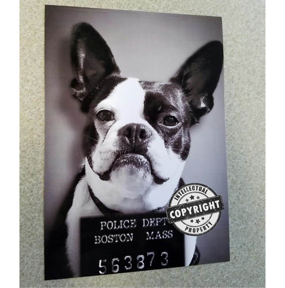 BOSTON TERRIER POLICE MUGSHOT MUG SHOT PRINT 8×10 BLACK & WHITE UNFRAMED CUTE!