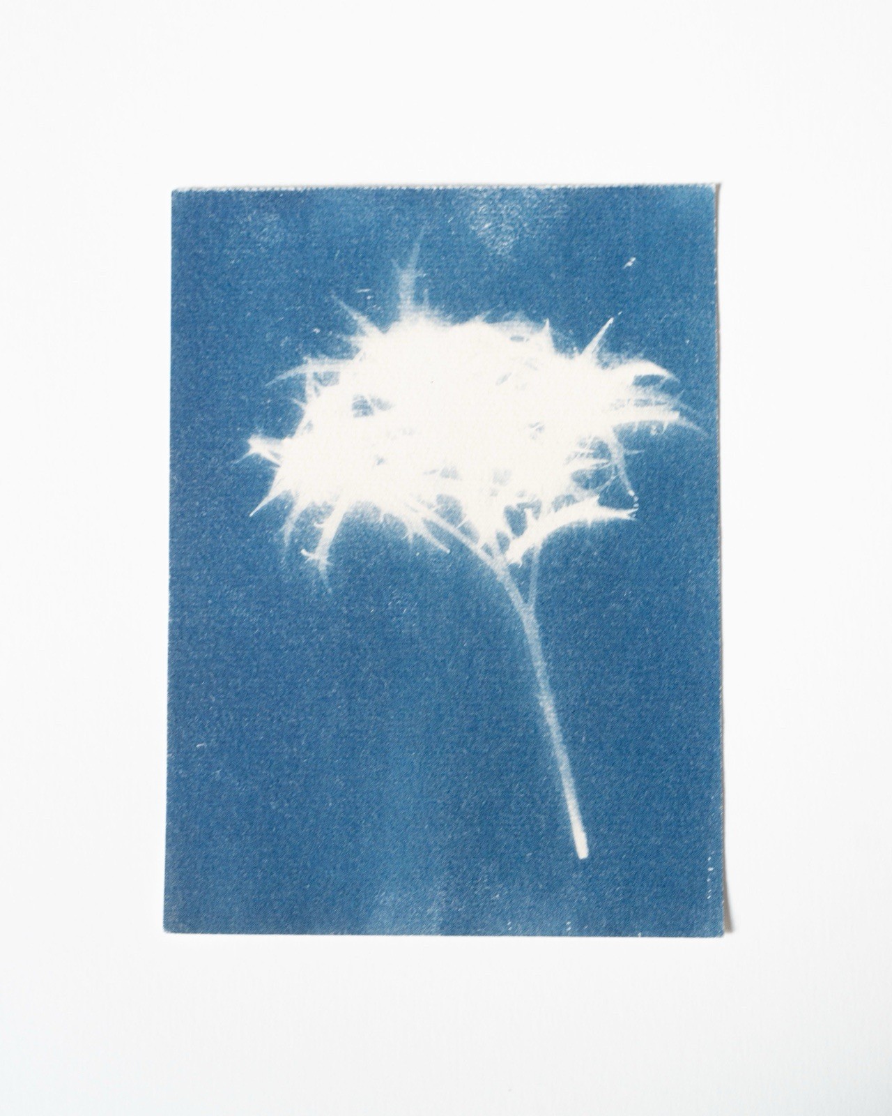 Thorn|Cyanotype Botanical Print | Handmade Blue Photographic Art | 15×20 cm