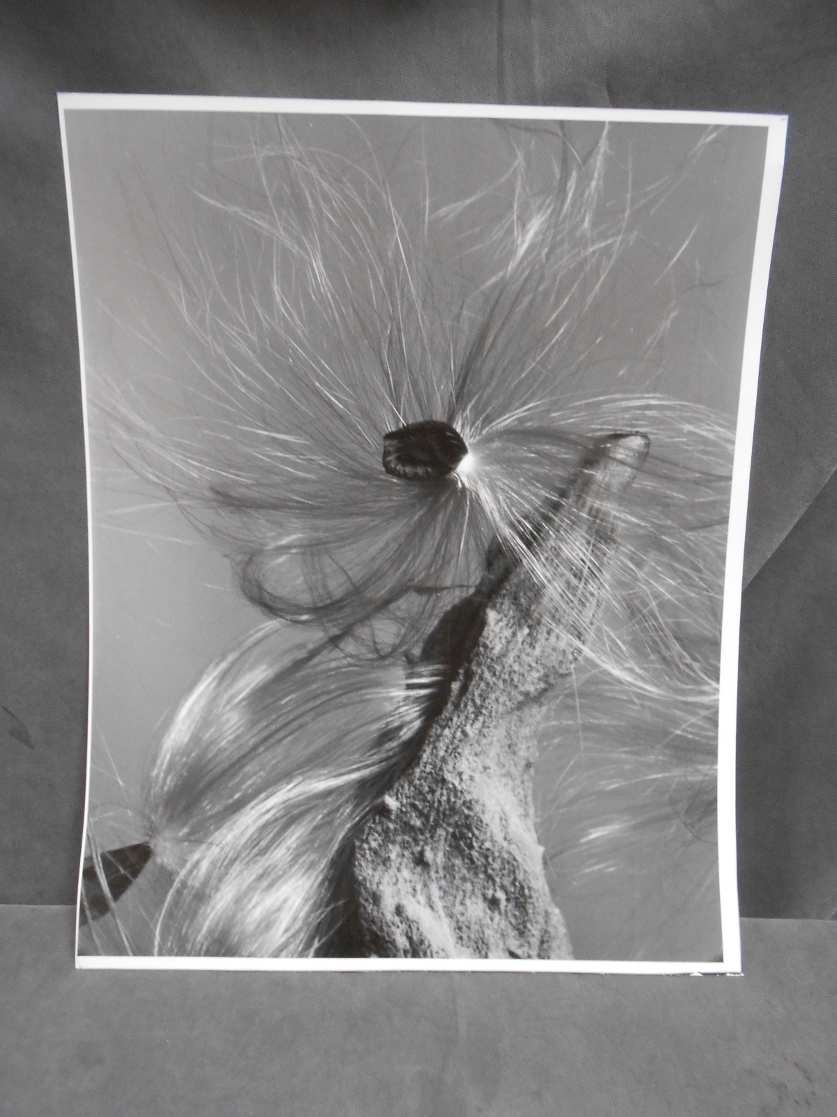 Vintage Botanical Plant Flower Bud Still Life Art Photograph Photo Picture (#2)