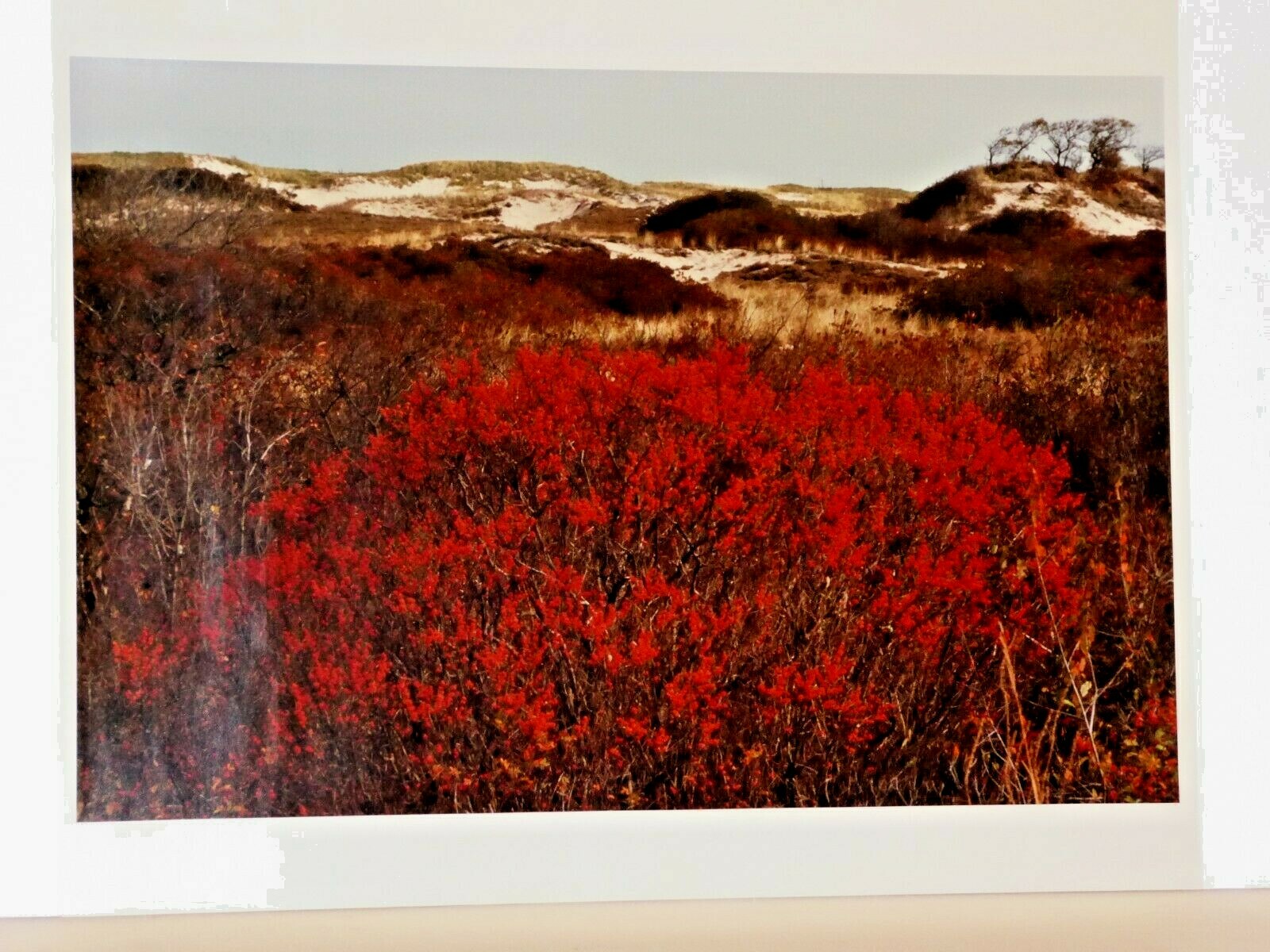 John R. Wells, Cibachrome, Landscape Parker River Nature Refuge, Plum Island, MA