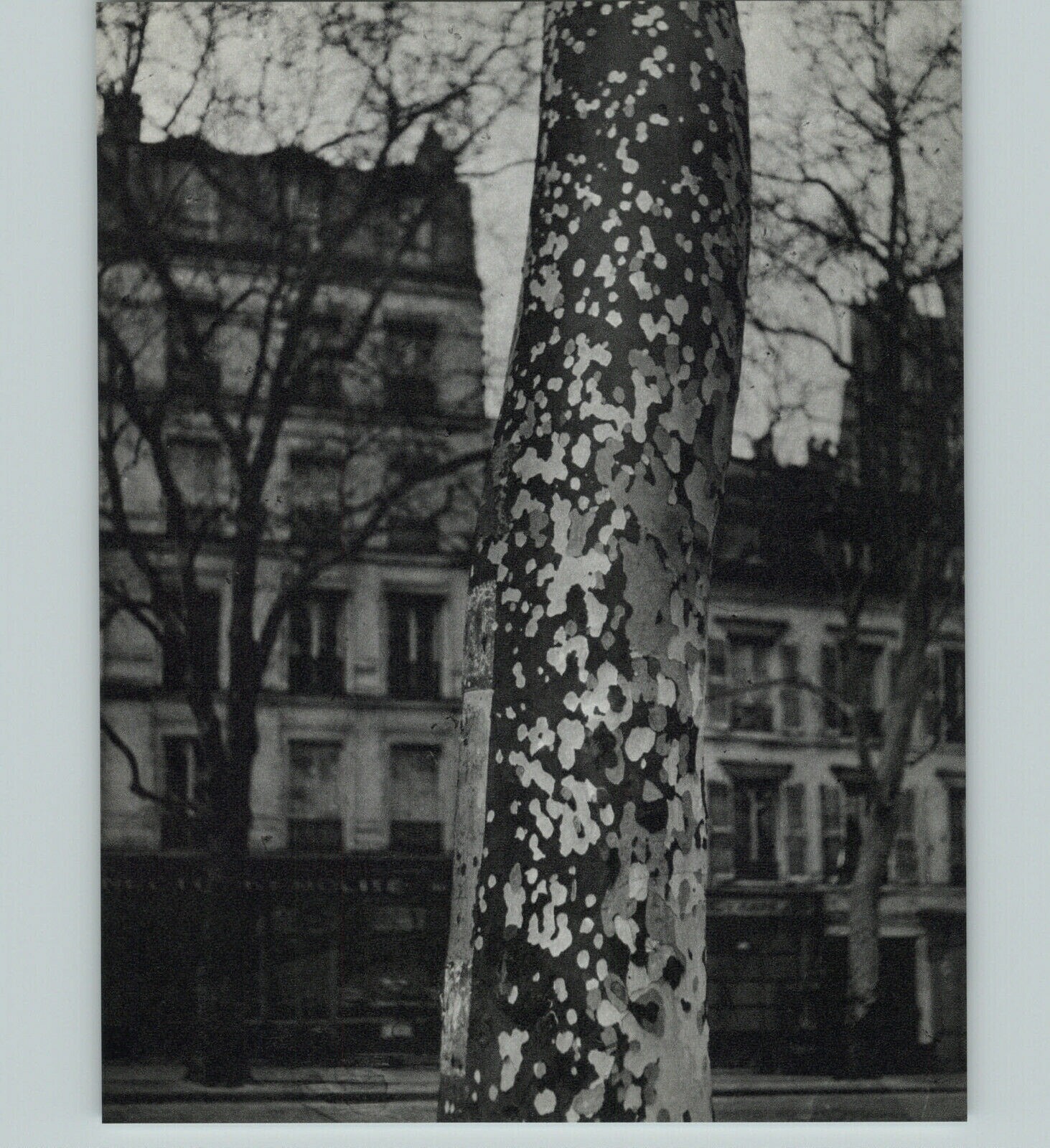 1938 1968 Brassai Plane Tree Paris Sycamore Trunk Art Photo Photogravure 11×14