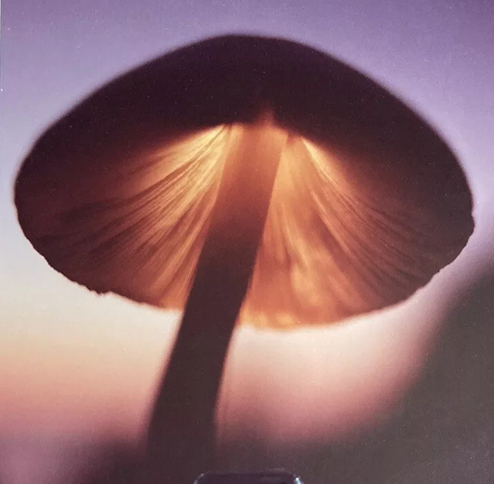 RARE Takao Wakida Photographer Mushroom Original Picture Signed & Framed Nice!!