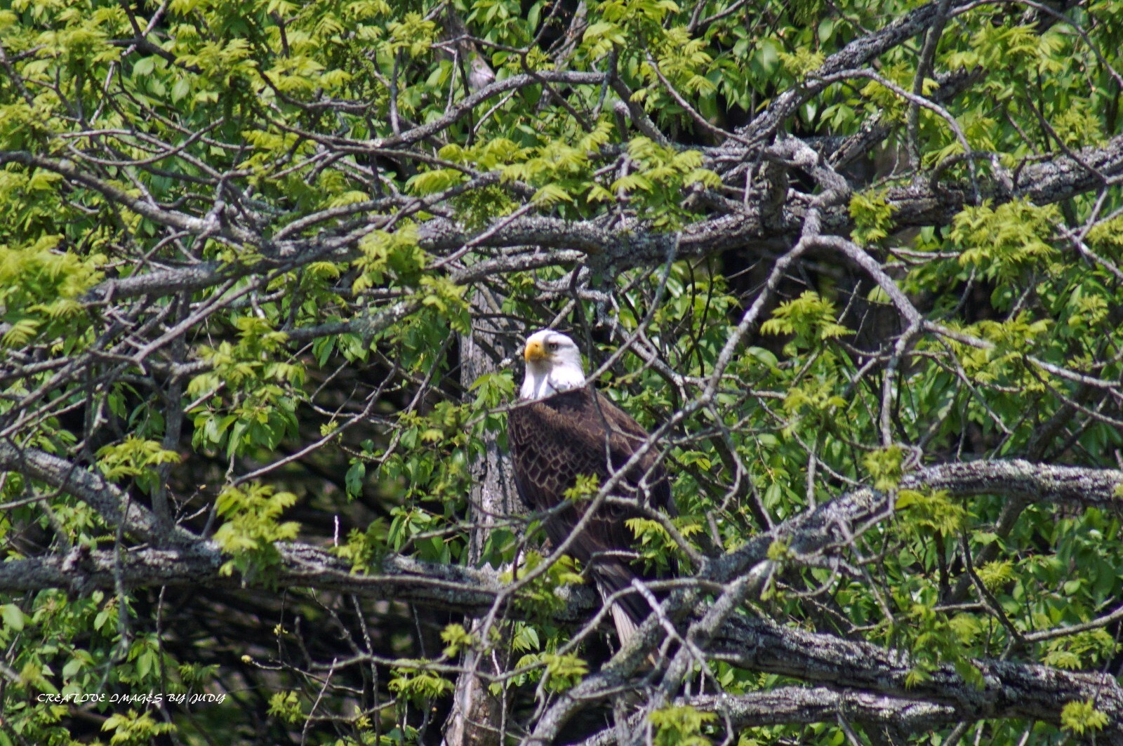“National Bird and Proud of It ” Bald Eagle Wall Art