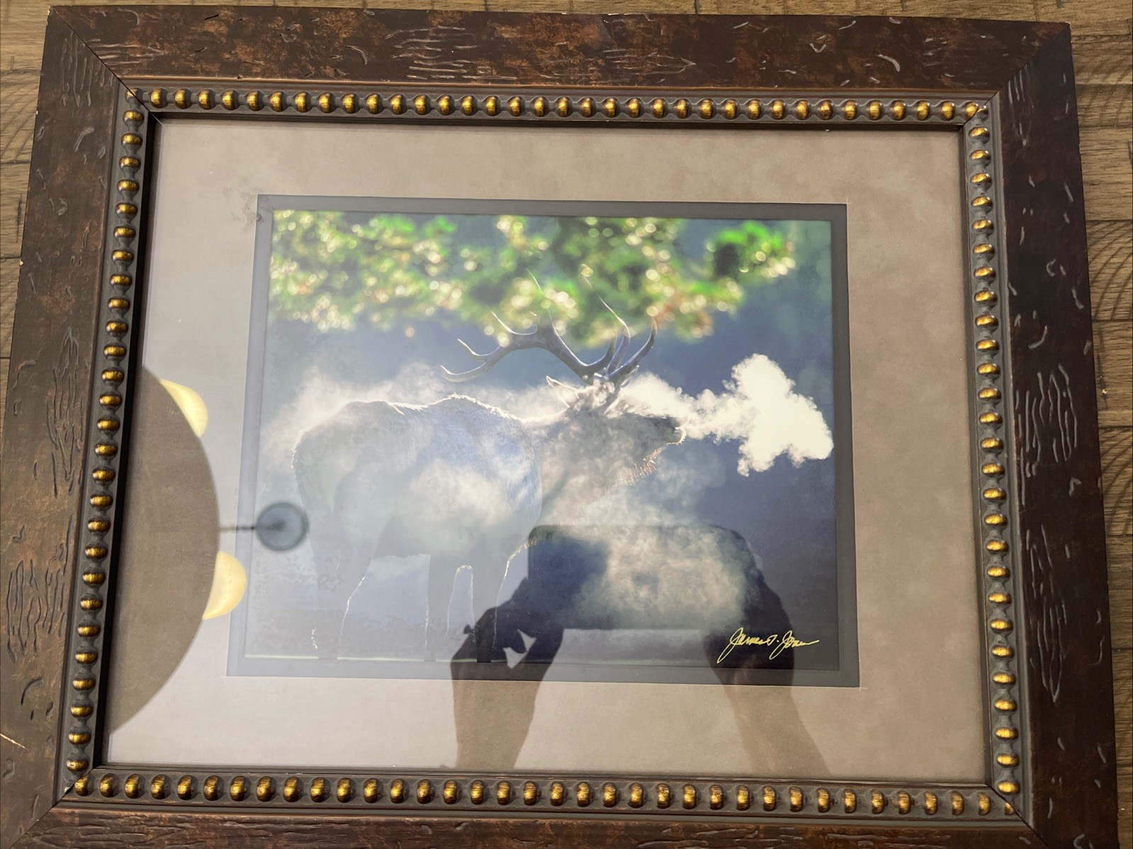 Framed and signed By James T Jones photograph Of Elk In Wildlife