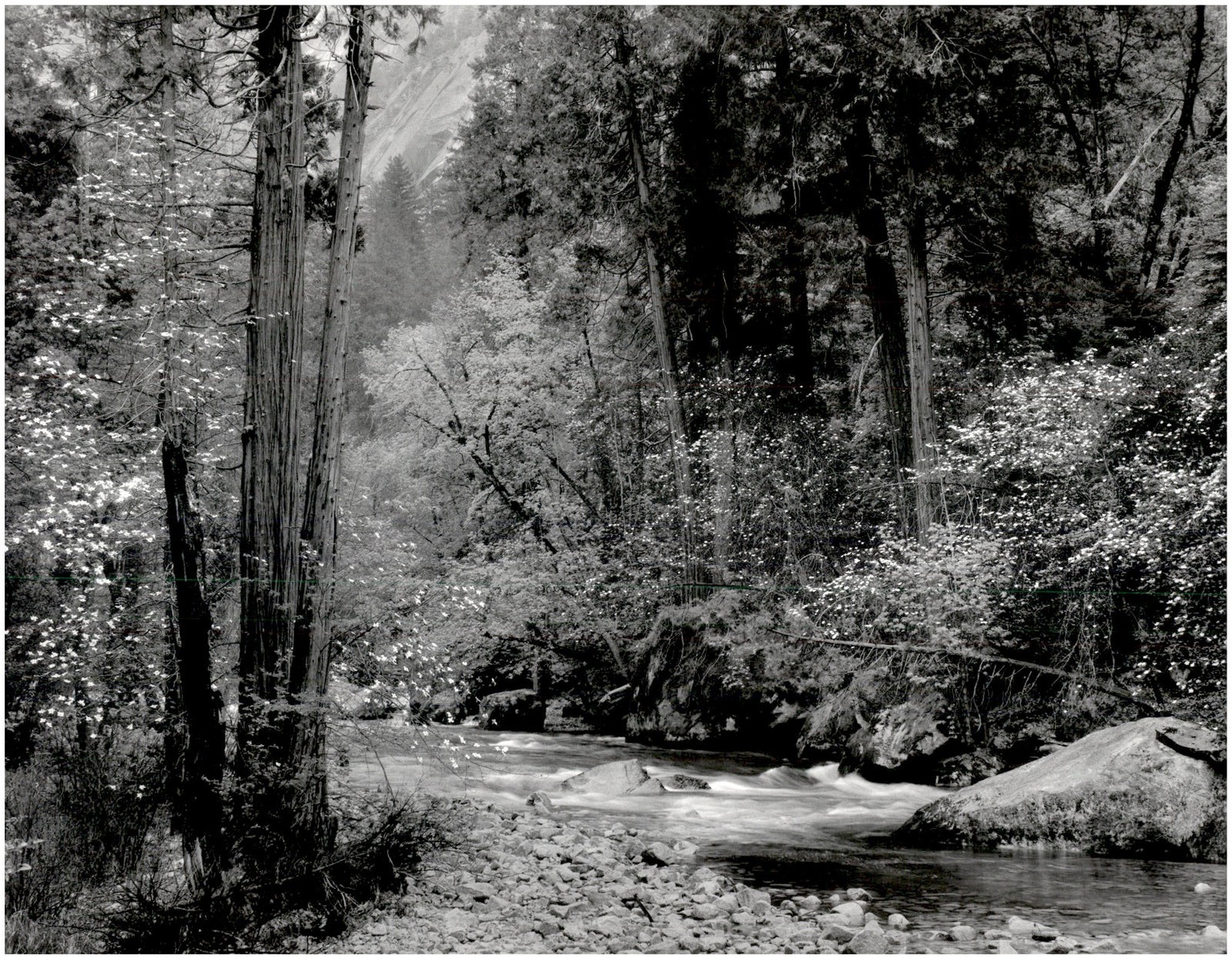 1948 1990s Ansel Adams Tenaya Creek Dogwood Trees Yosemite Large Art Photo