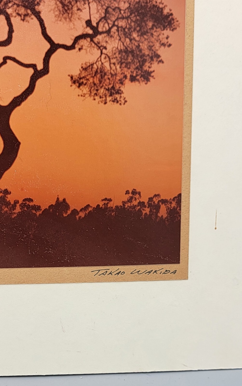 Vtg Takao Wakida Photographer Cypress Tree Carmel Original Picture Matted Sepia