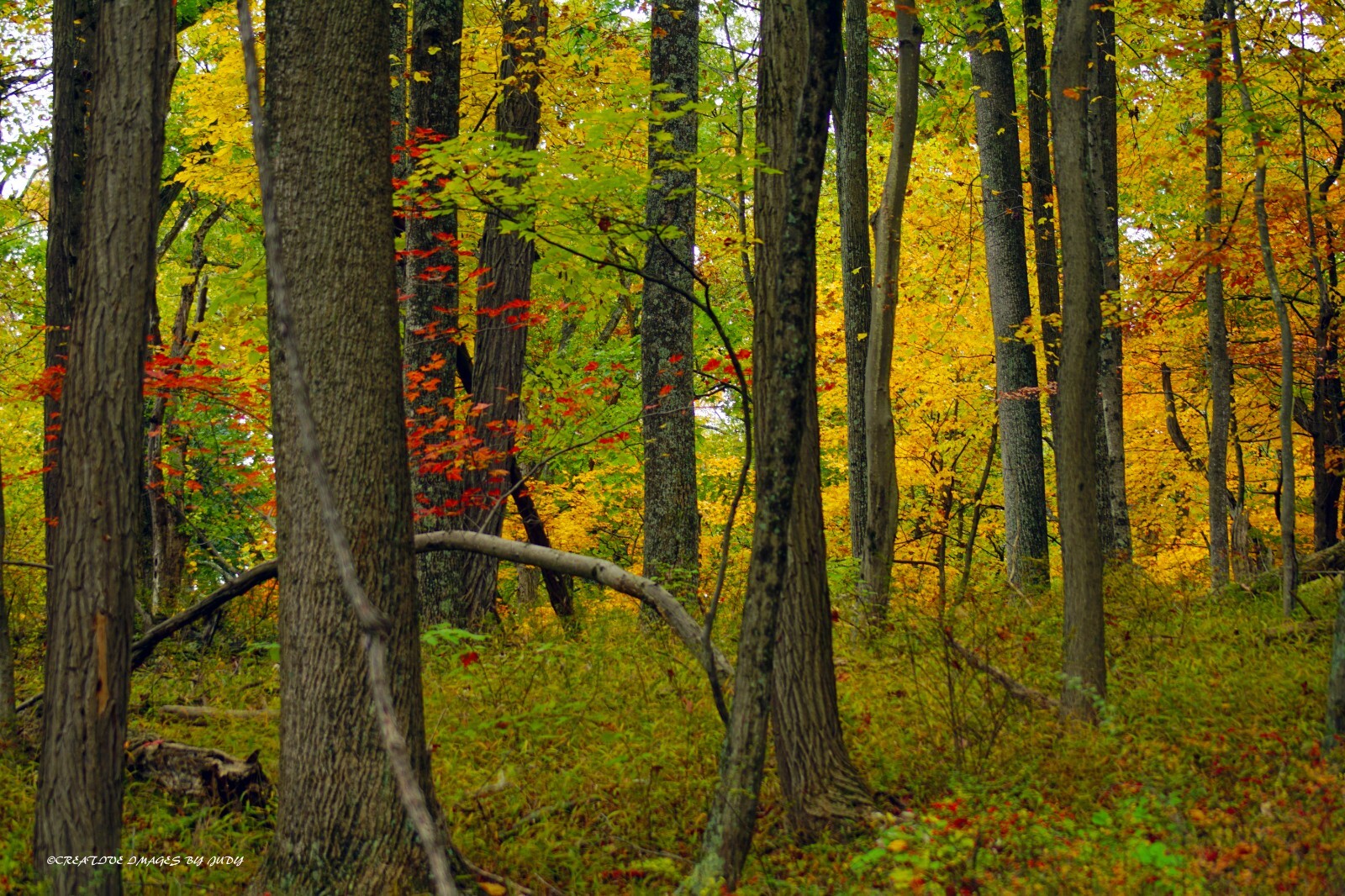 “Autumn Splendor” Autumn Wall Art