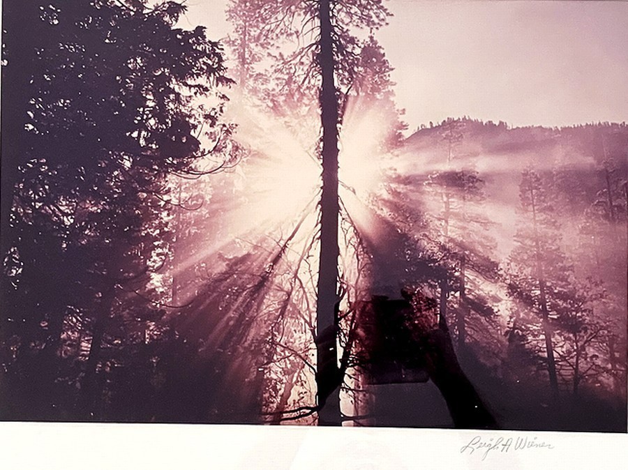 Leigh Wiener Original Color Photograph Trees in Sunlight Signed Framed