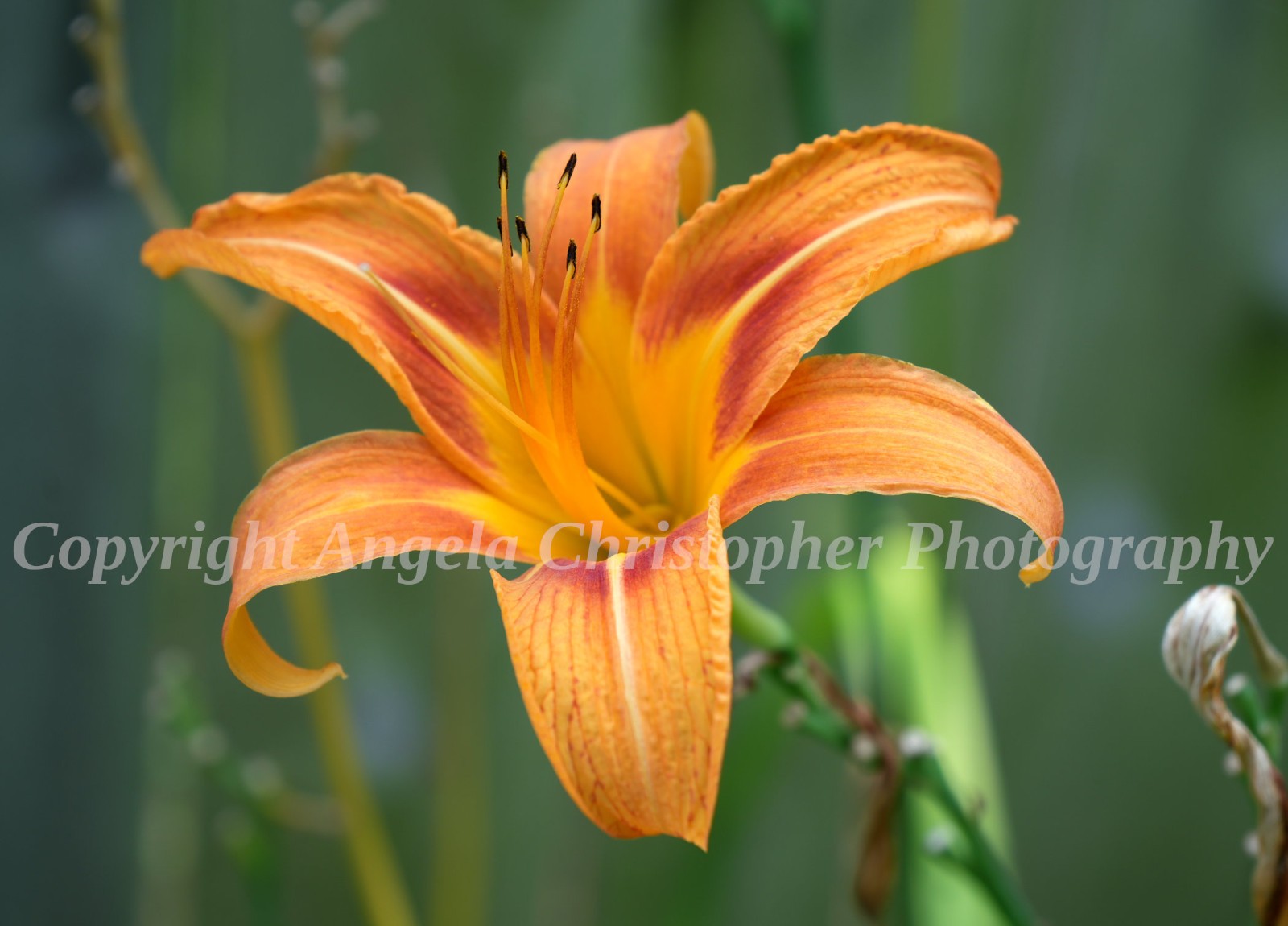 Original ACEO photo fine art print 2.5 x 3.5 inch DITCH LILY tiger orange flower