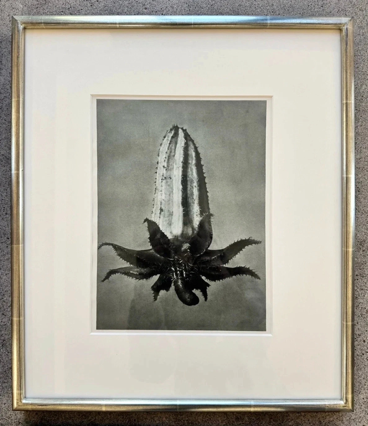 Karl Blossfeldt Original photogravures, 4 Framed From TAM O’NEILL FINE ARTS