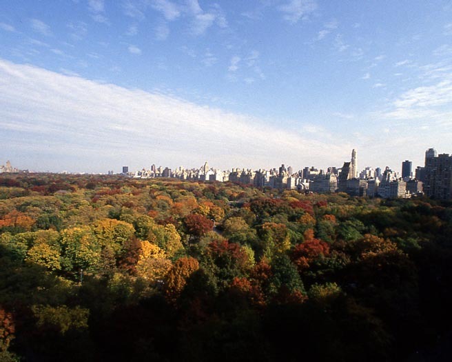 1992 New York City CENTRAL PARK Glossy 8×10 Photo Carriage Print Wall Art Poster