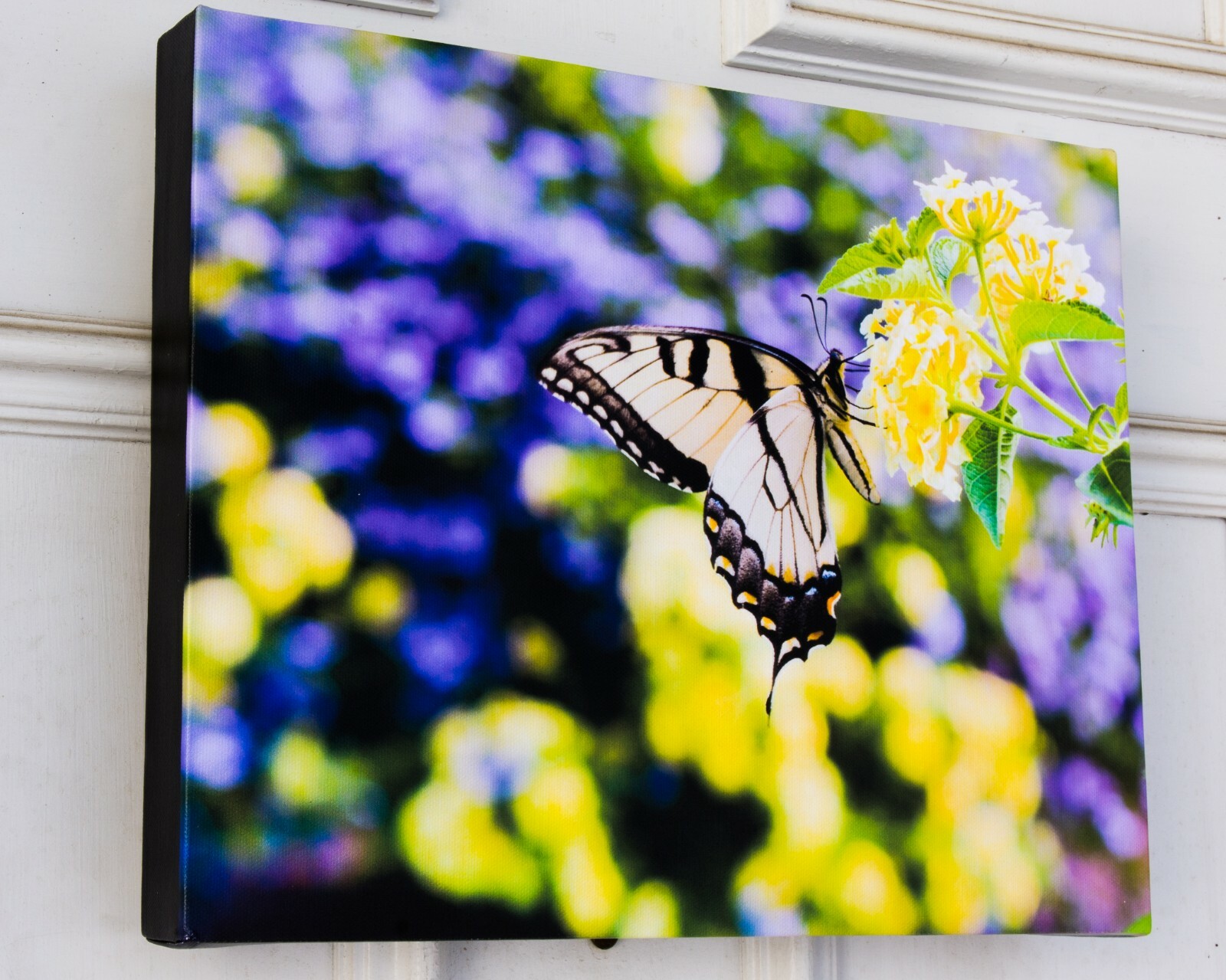 Original Photograph “Swallowtail Profile” printed on Gallery Wrap Canvas