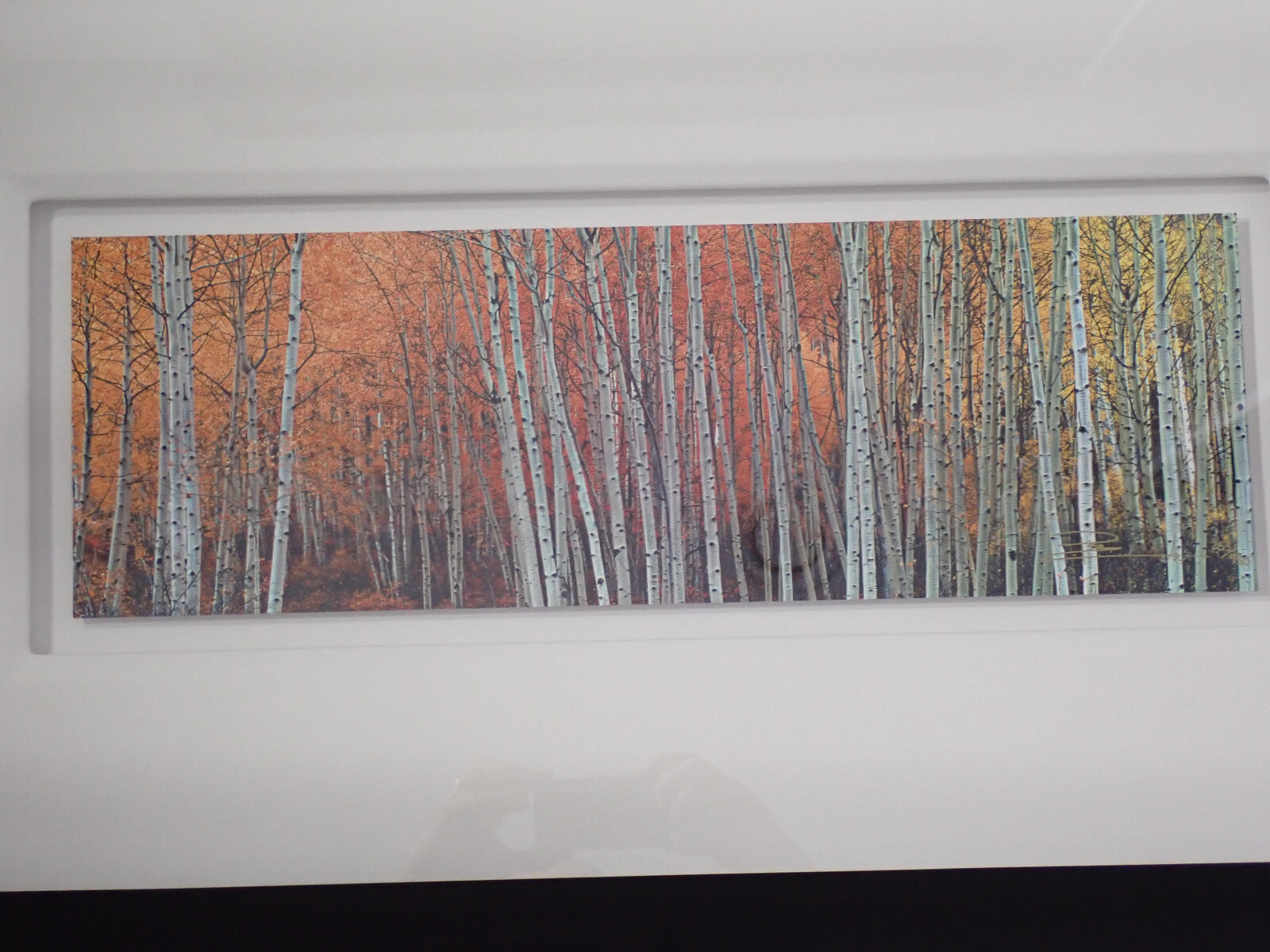 Peter Lik “Harmony” Aspen Trees Photograph 253/950