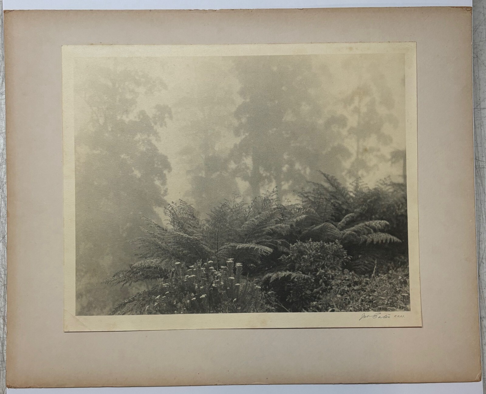 Rare JOHN B EATON ‘Ferns in Misty Landscape’ AUSTRALIA PICTORIALIST Signed PHOTO