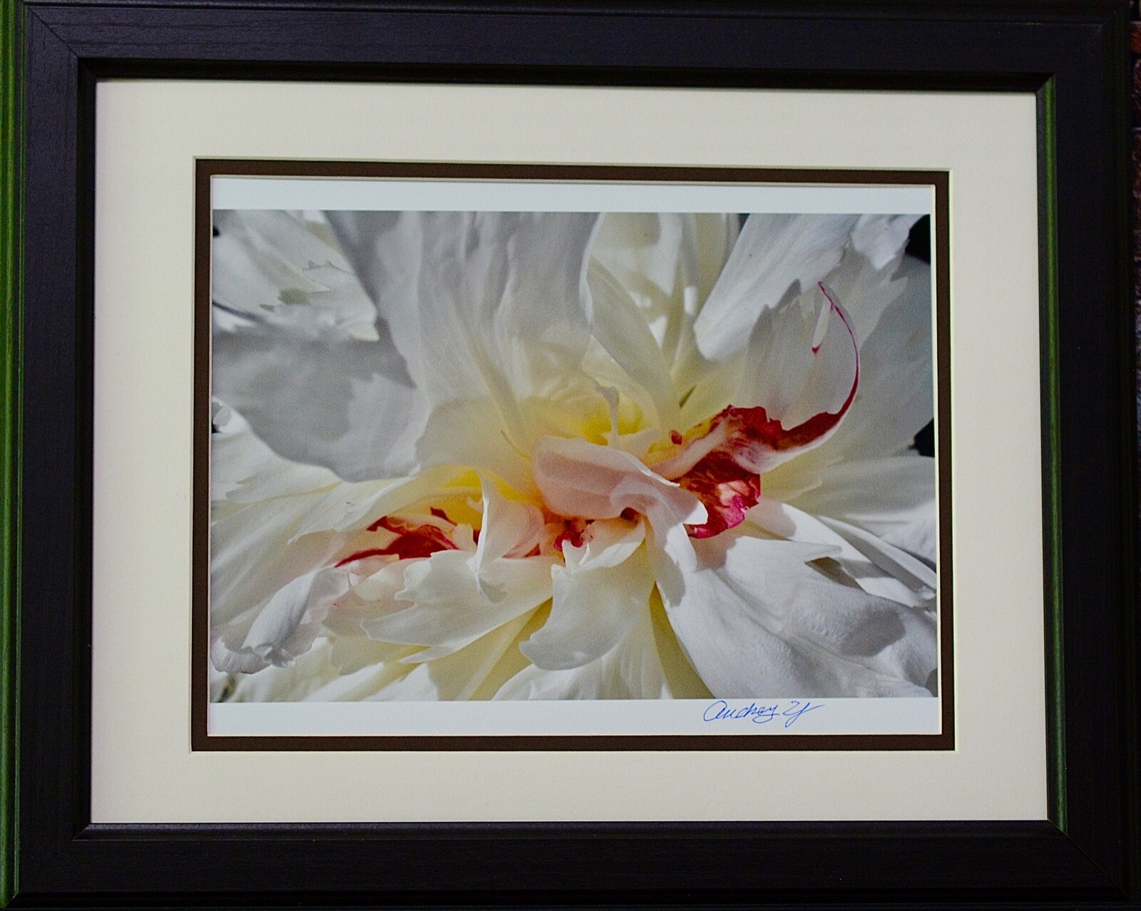 Gorgeous White Peony Flower. Photography by Audrey