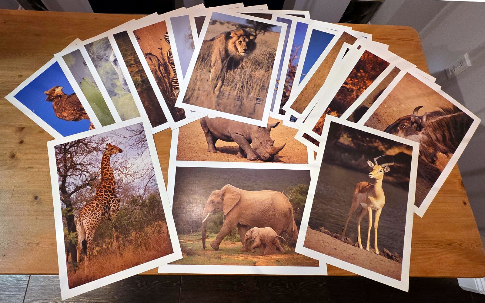 AFRICAN GAME RESERVE Pro Photos 13×17 / 24 VINTAGE Pictures from Negatives RARE!