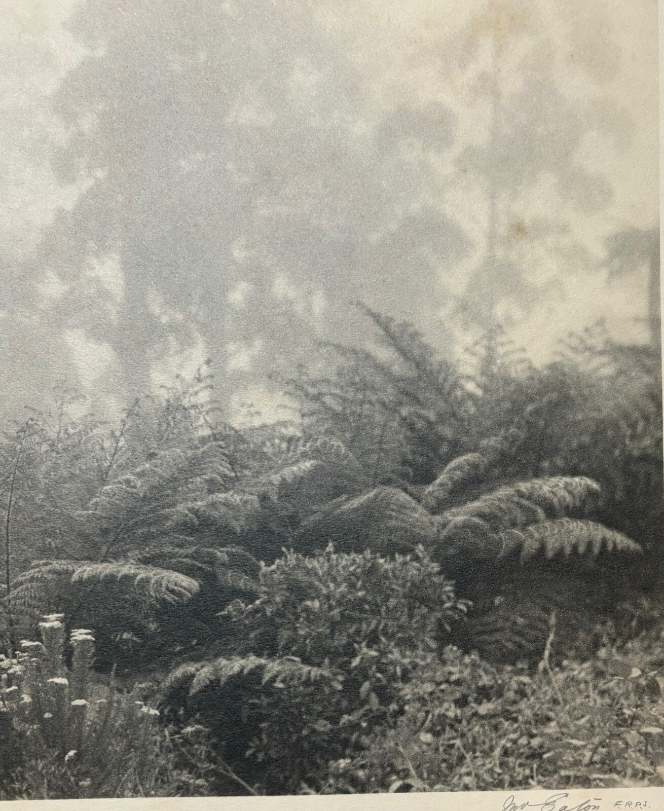 Rare JOHN B EATON ‘Ferns in Misty Landscape’ AUSTRALIA PICTORIALIST Signed PHOTO