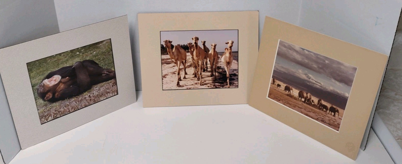 Monkey Camels and Elephants Pictures Framed and Signed by Artist