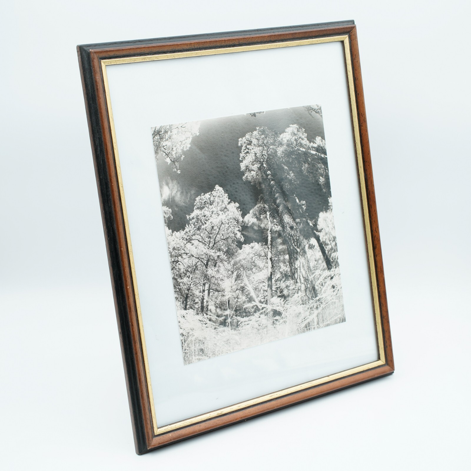 Fotografie Kunst, Wald in Infrarot, Barytpapier, 26,5×32,5cm, Handarbeit