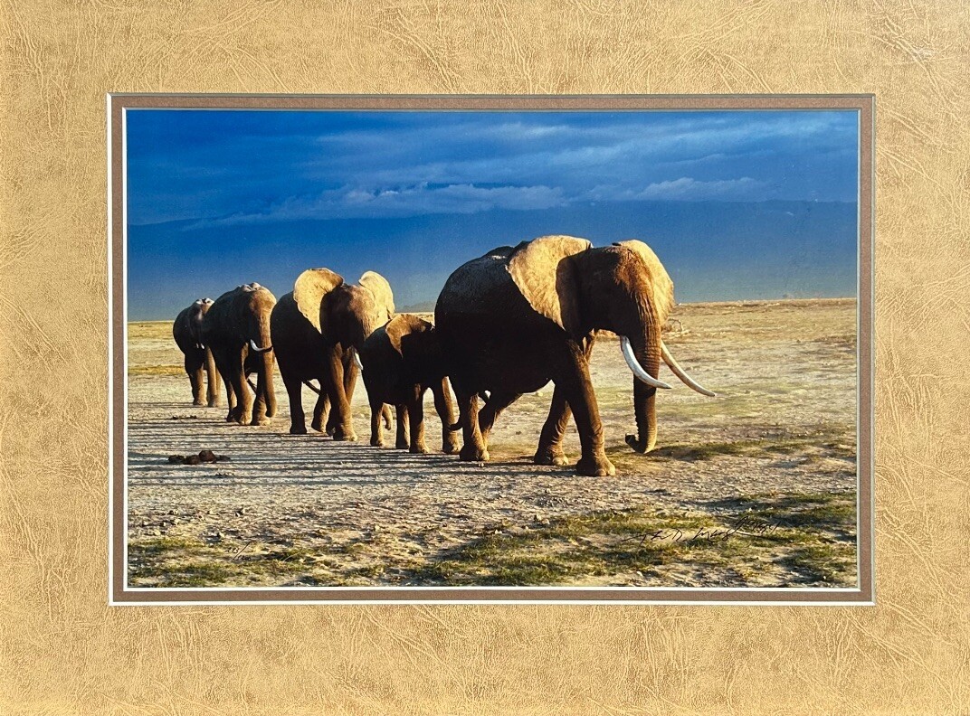Thomas D. Mangelsen’s “The Long Journey” Limited Edition Signed Photo #293/1200
