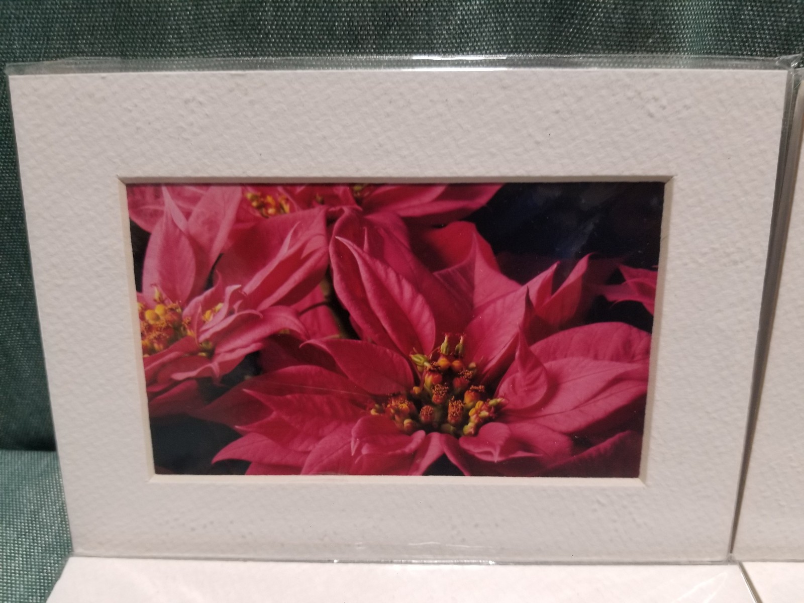 New Lot of 4 Matted 5×7 Photo Fine Art Print spring flower Tulip White Red
