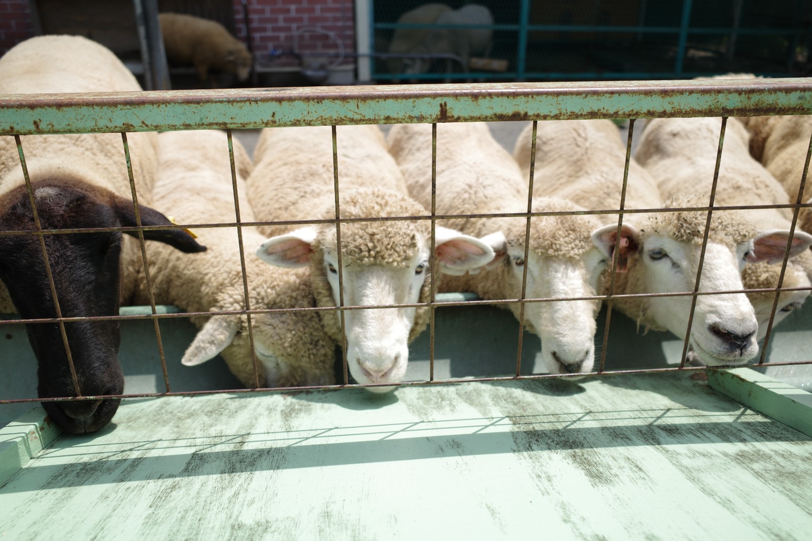 Digital Image Picture Photo Wallpaper Background Desktop Art sheep animals Japan