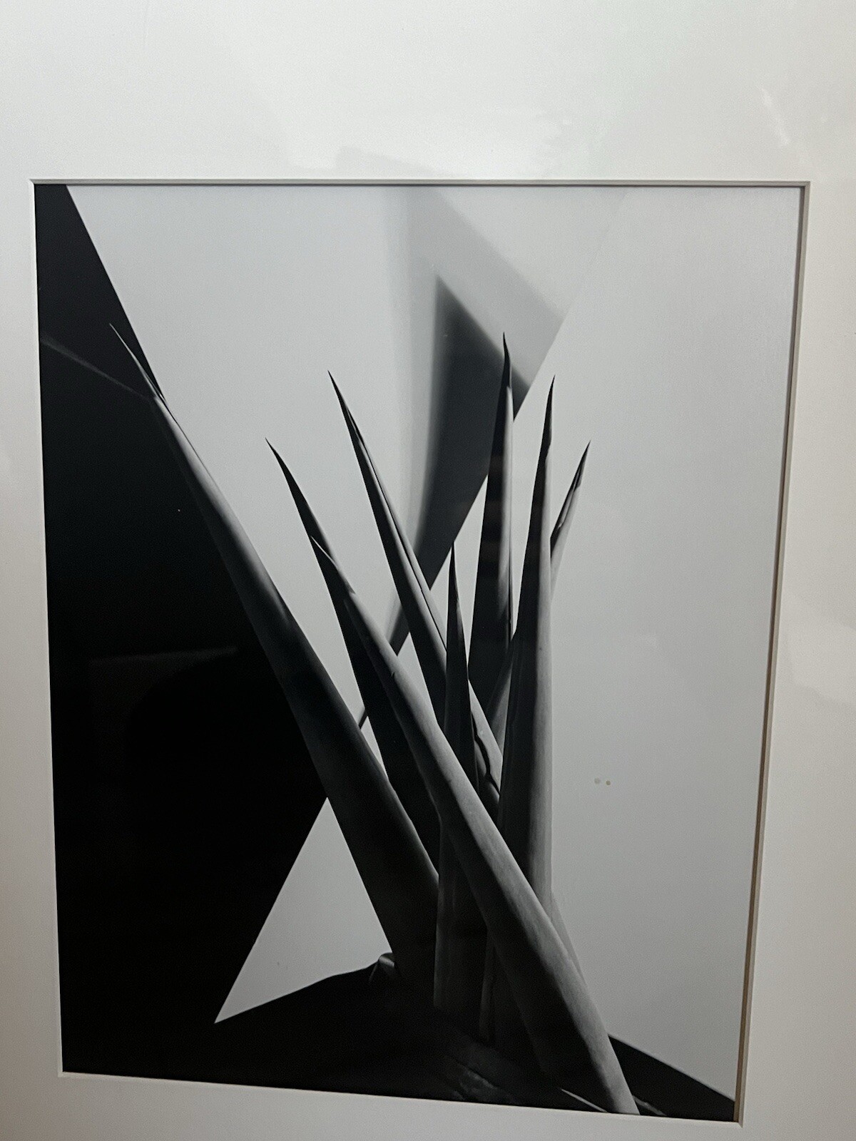 Imogen Cunningham(1883–1976) Agave Design I, 1920-1923, Gelatin Silver Print