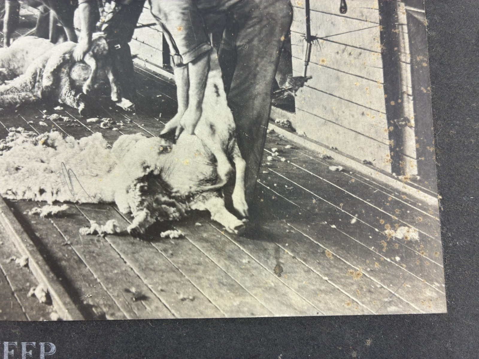 ANTIQUE AGRICULTURAL SHEARING SHEEP.SOUTH WALES, AUSTRALIA. TONED SILVER PRINT.
