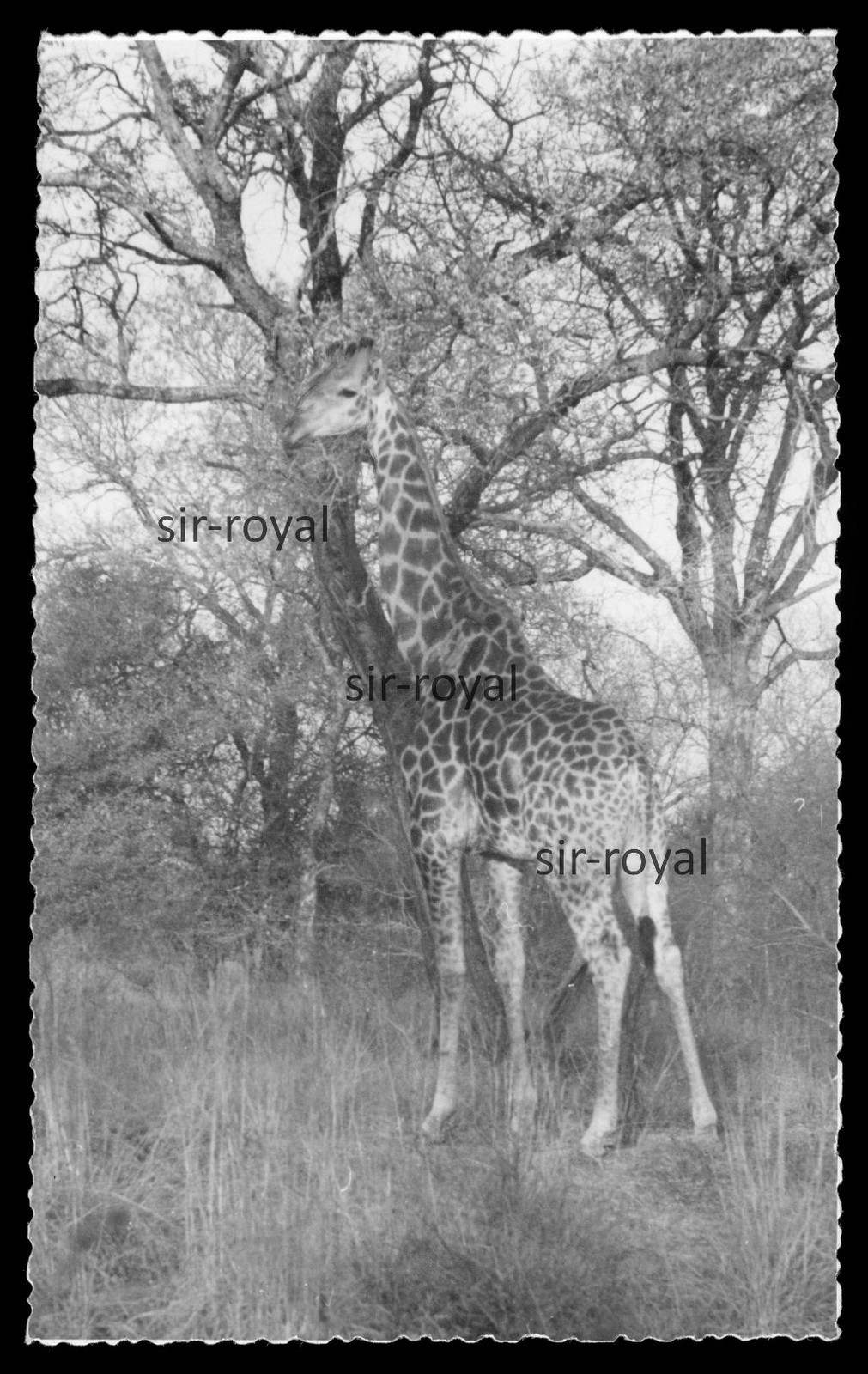 Giraffe 1947 in Kruger National Park in South Africa – Photo 8x13cm