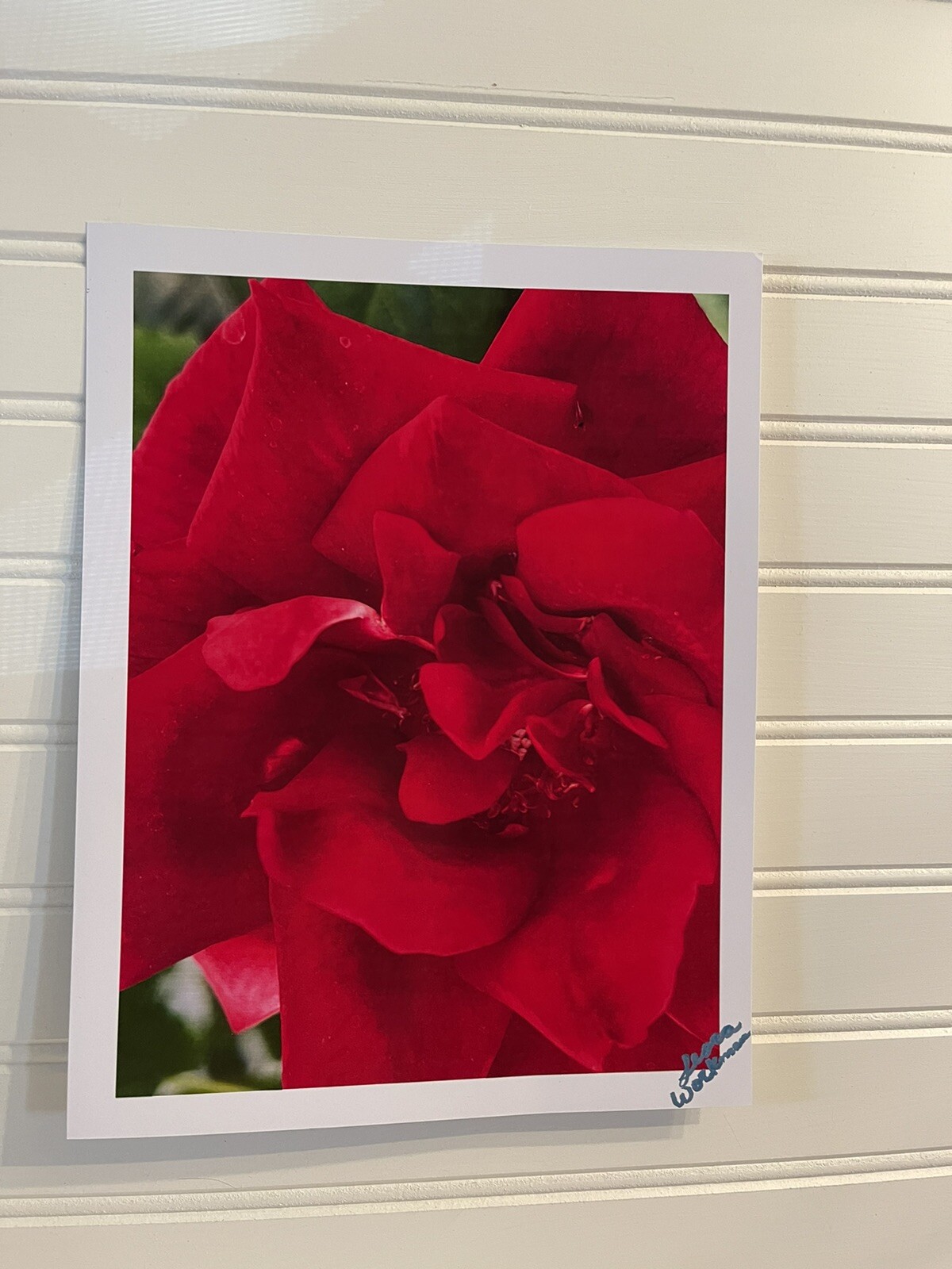 Garden Rose #3 – landscape photograph 8.5×11