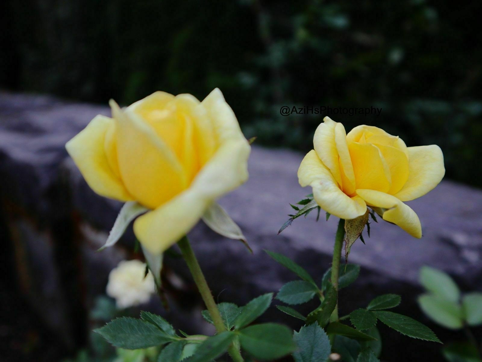 Print 11×14 Lustre Original Photo Photography Roses Beach Garden Art Nature D1