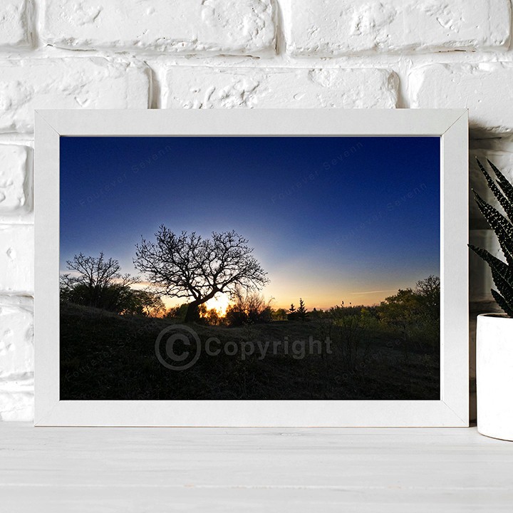 Sunset Photo Silhouette of an Oak Tree Nature Digital Image Wallpaper Non AI