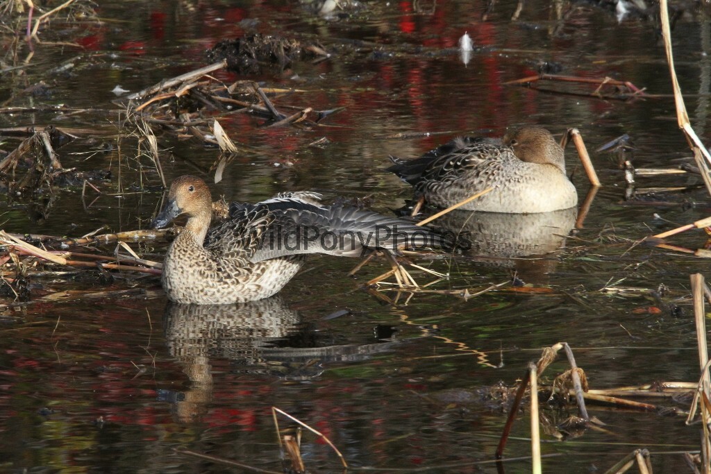 Pintails Photo 1, Pick One Image – Various Sizes