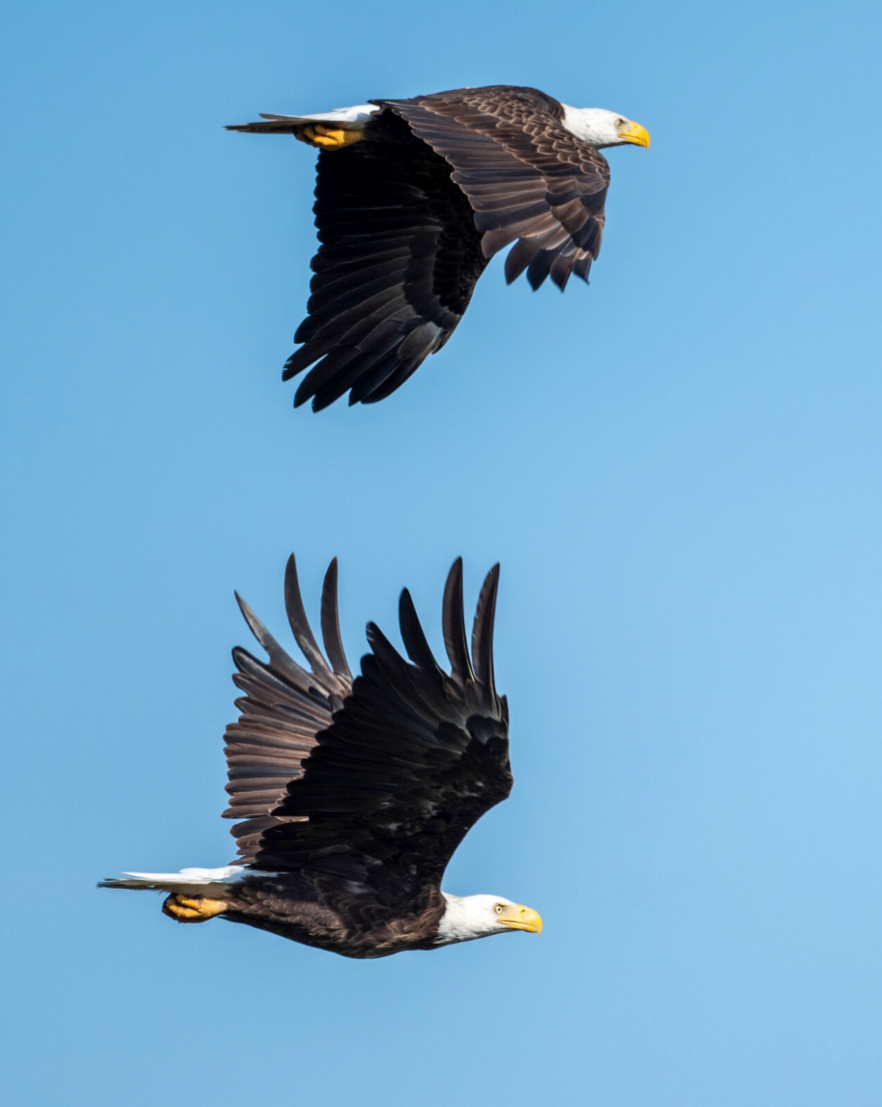 photograph of two eagles in flight