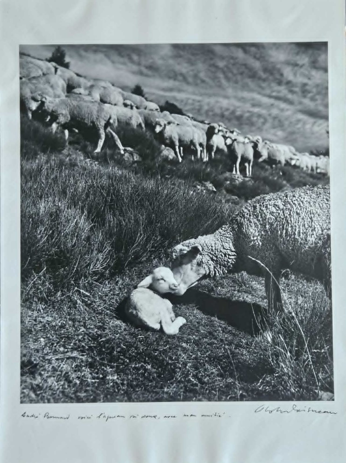 Robert Doisneau Rare Original Photograph 40*30 Lambs Sheep Autographed