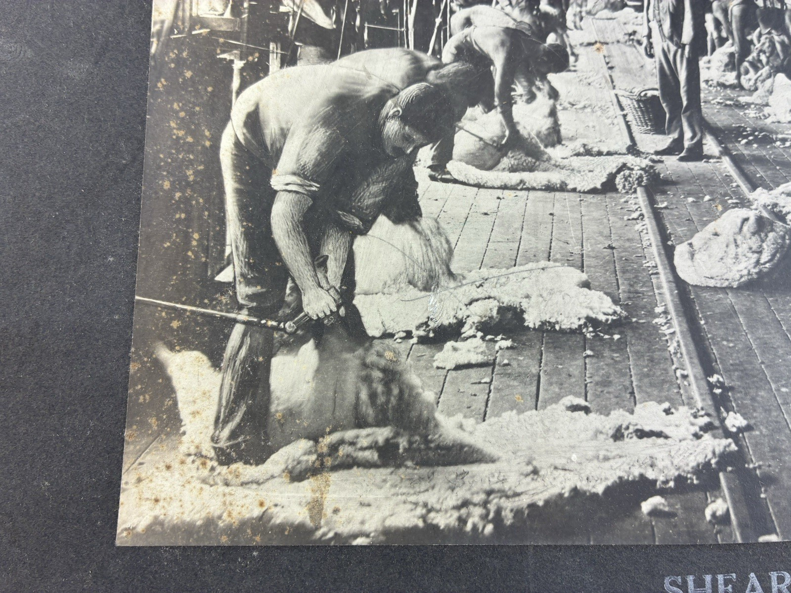 ANTIQUE AGRICULTURAL SHEARING SHEEP.SOUTH WALES, AUSTRALIA. TONED SILVER PRINT.