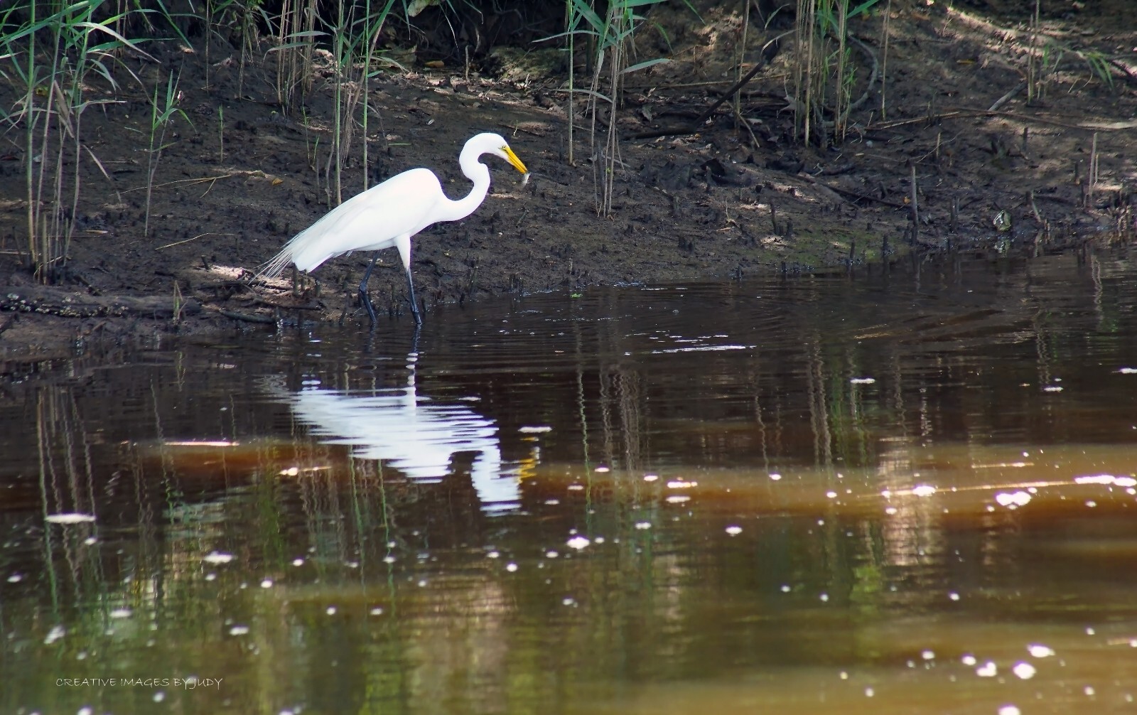 “WHAT ARE YOU EATING?” Great Egret wall art