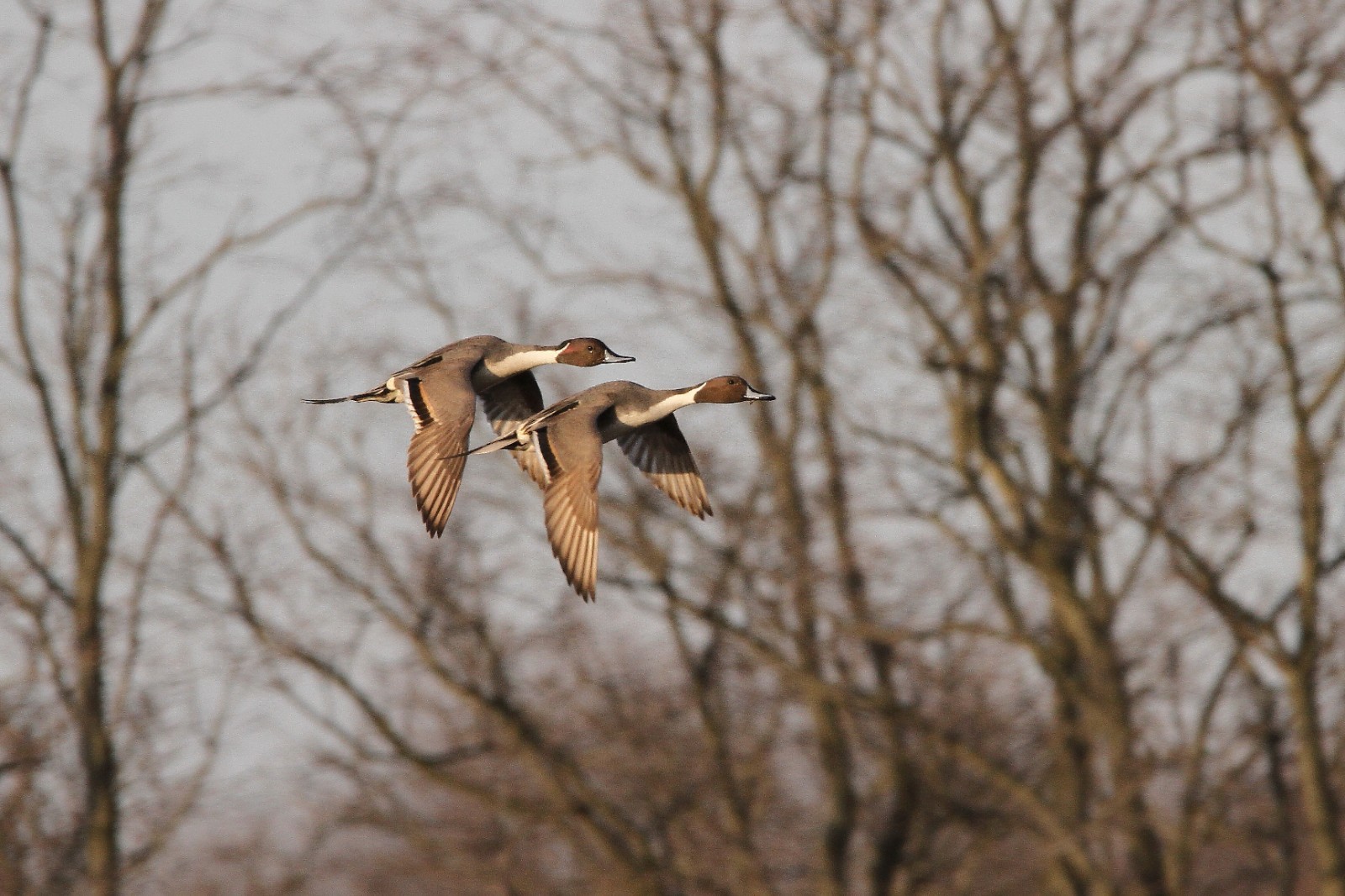 Pintails Photo 1, Pick One Image – Various Sizes
