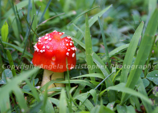 Original ACEO 2.5 x 3.5 inches photo art print SMURF MUSHROOM HOUSE red grass