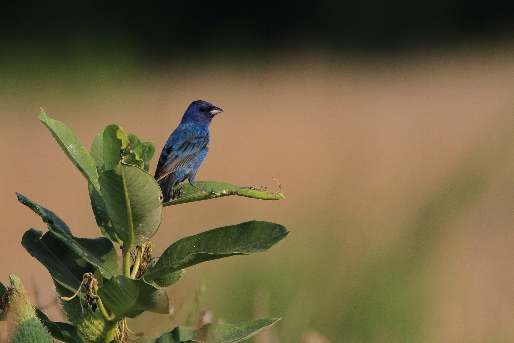 Indigo Bunting Photo, Pick One Image – Various Sizes