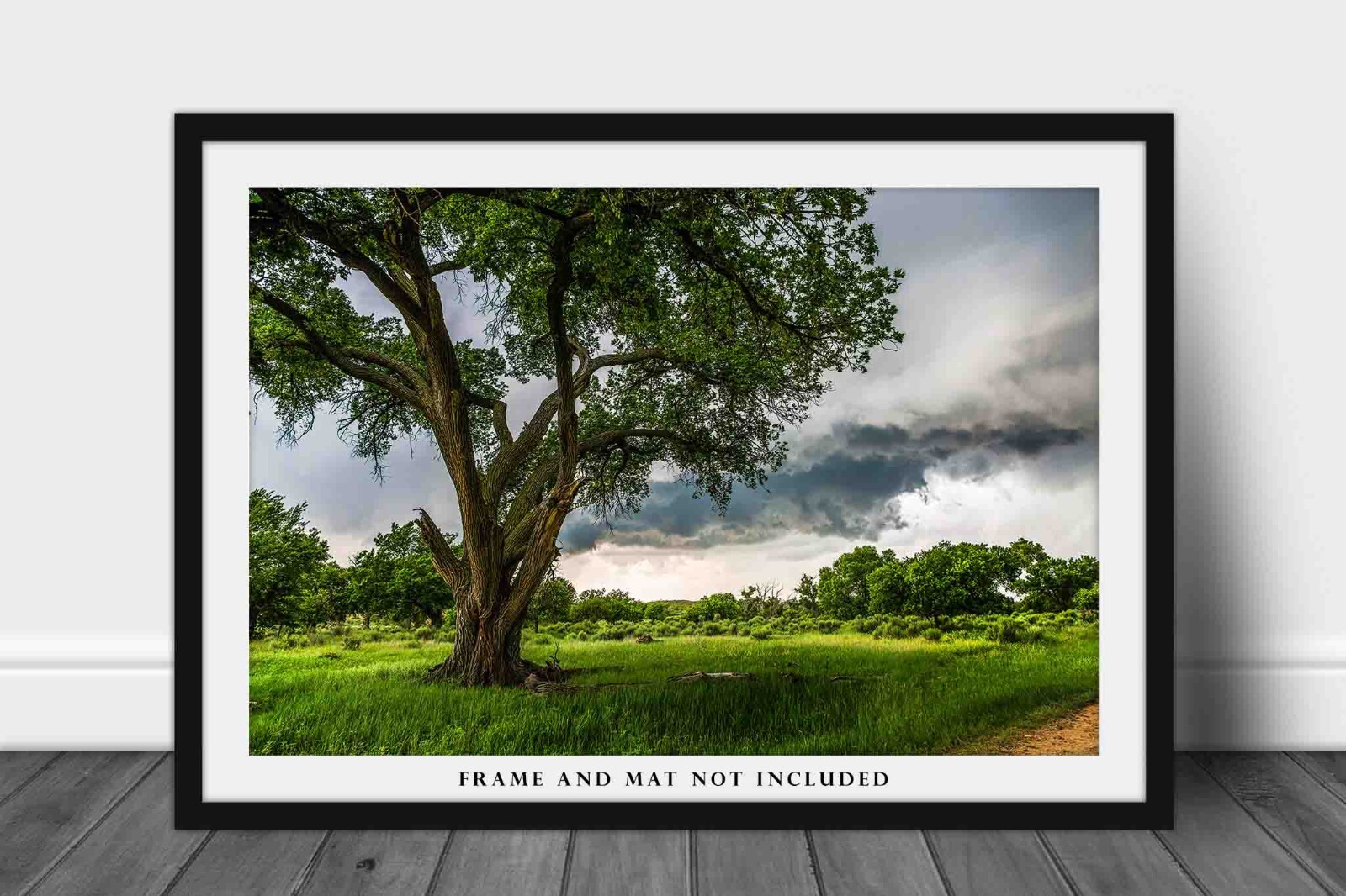 Nature Photography Print – Large Cottonwood Tree and Storm in Texas