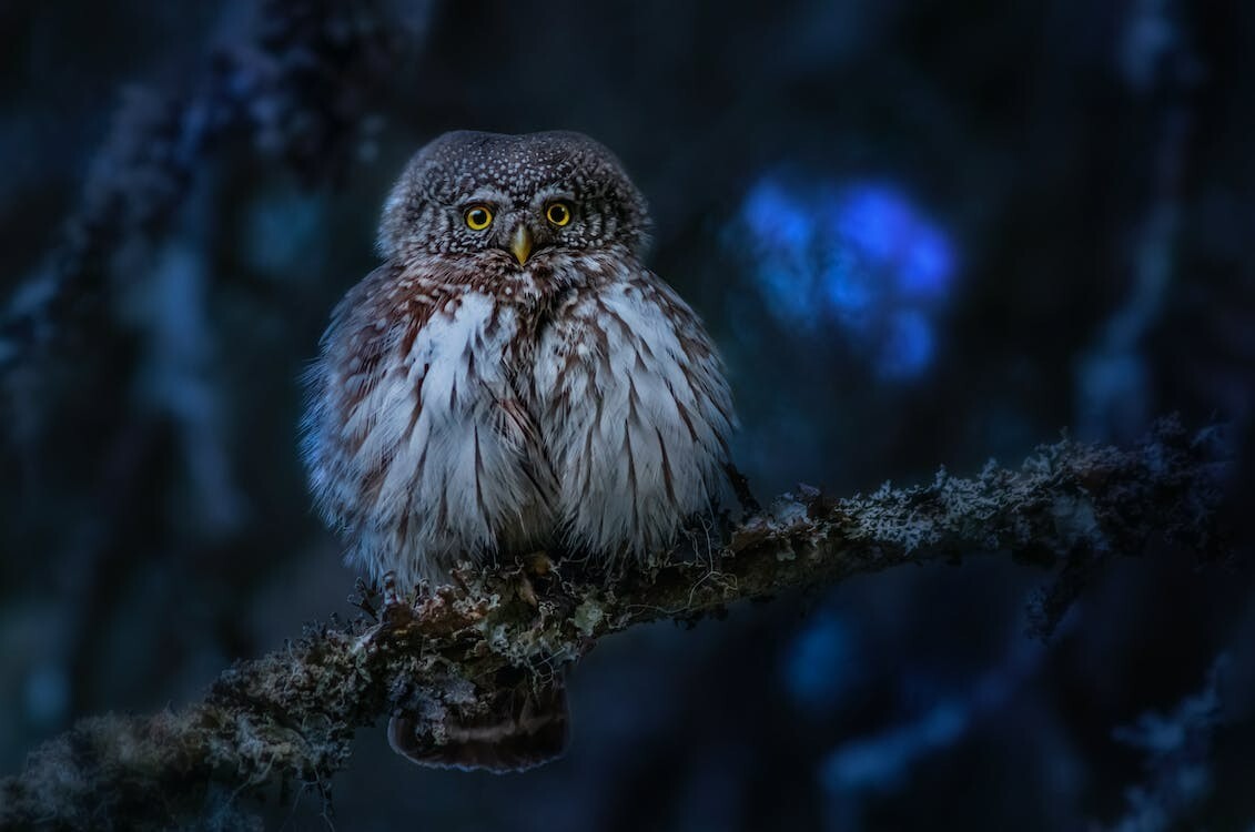 Digital Image Picture Photo Pic Wallpaper Background Night Time Forest Owl
