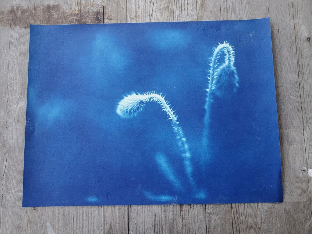 John Metoyer Contemp Large-Format Cyanotype Photo, Signed – Botanical