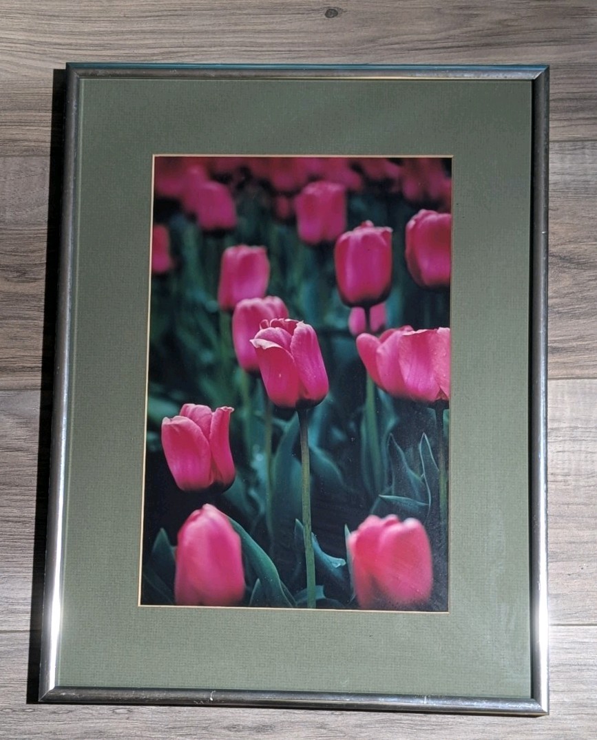 Framed Pink Tulips Floral Photograph -Green Matting Silver Frame 16.5″x12.5″