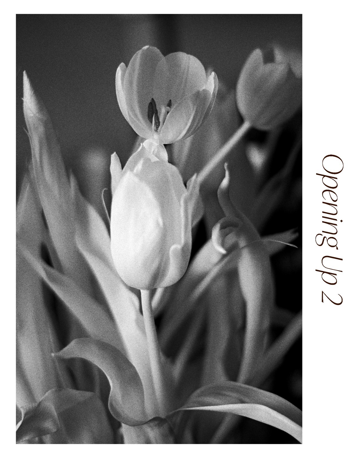 Black & White Floral Photograph Print Set – “Opening Up” 1 2 3