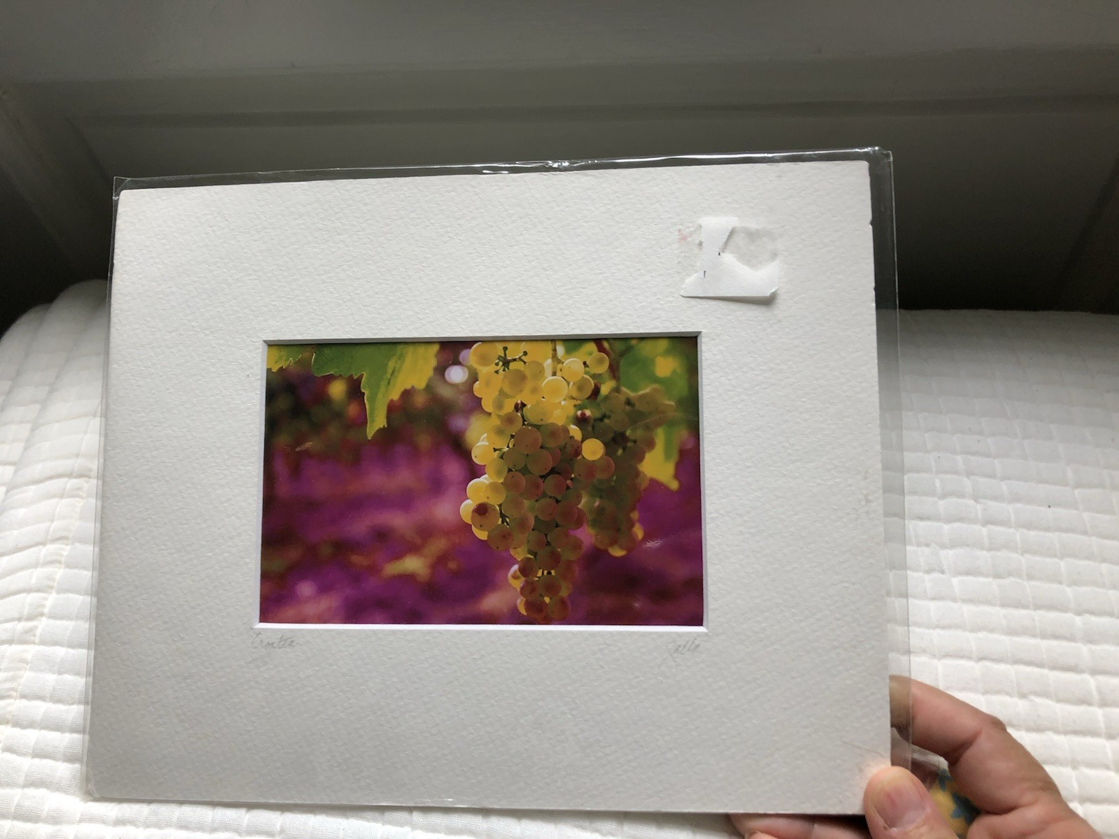 Impressionism by John Galbo Signed Matted Photograph of Grapes, Croatia 8 x 10