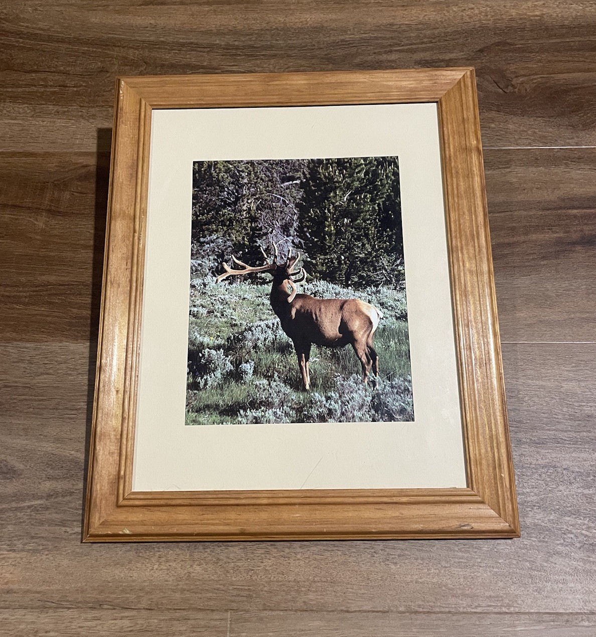 Vintage Deer In Velvet Made In USA Wood Framed Wildlife Photography Print